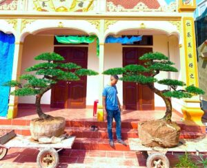 Phân biệt tùng la hán và tùng kim cương