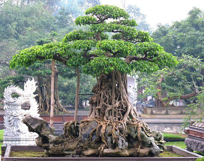 Cây sanh Nam Điền Mâm Xôi Con Gà