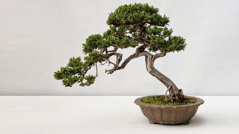 Trồng cây Bonsai dáng nghiêng