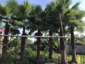 Cây cọ mỹ trồng công trình