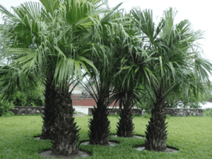 Cây cọ mỹ trồng công trình