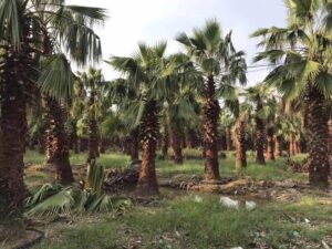 Cây cọ mỹ trồng công trình