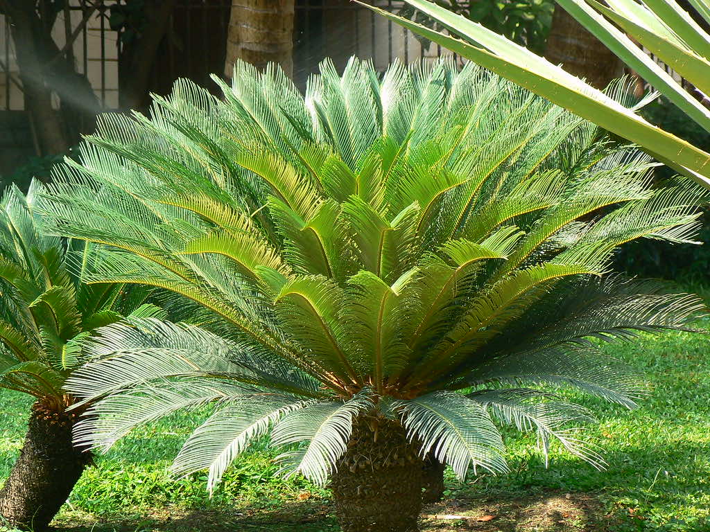 Cây Vạn Tuế