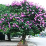 Cây bằng lăng hoa tím