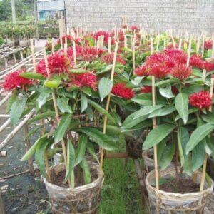 Cây mẫu đơn mỹ