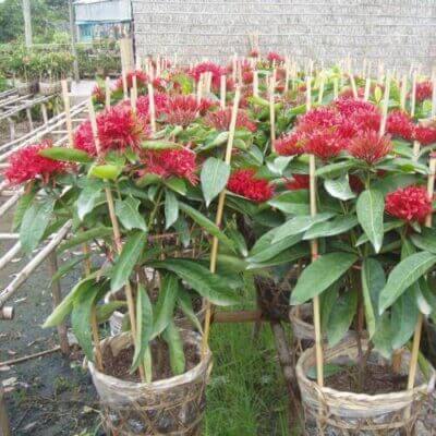 Cây mẫu đơn mỹ