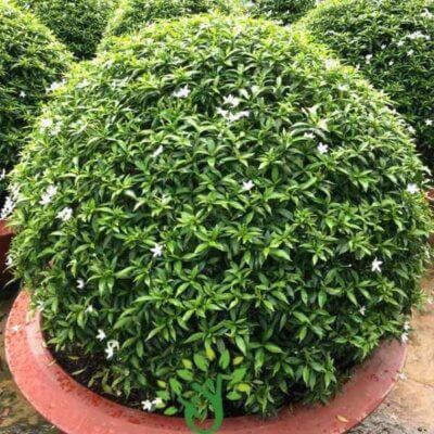 Cây mai vạn phúc trồng sân vườn