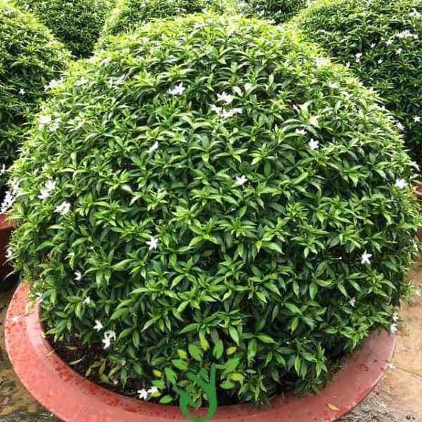 mai-van-phuc-1 Cây mai vạn phúc trồng sân vườn