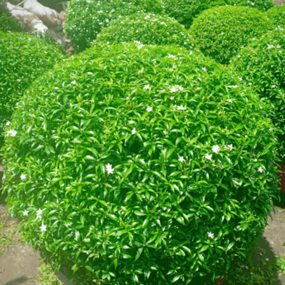 Cây mai vạn phúc trồng sân vườn