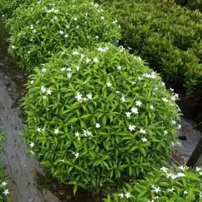 Cây mai vạn phúc trồng sân vườn