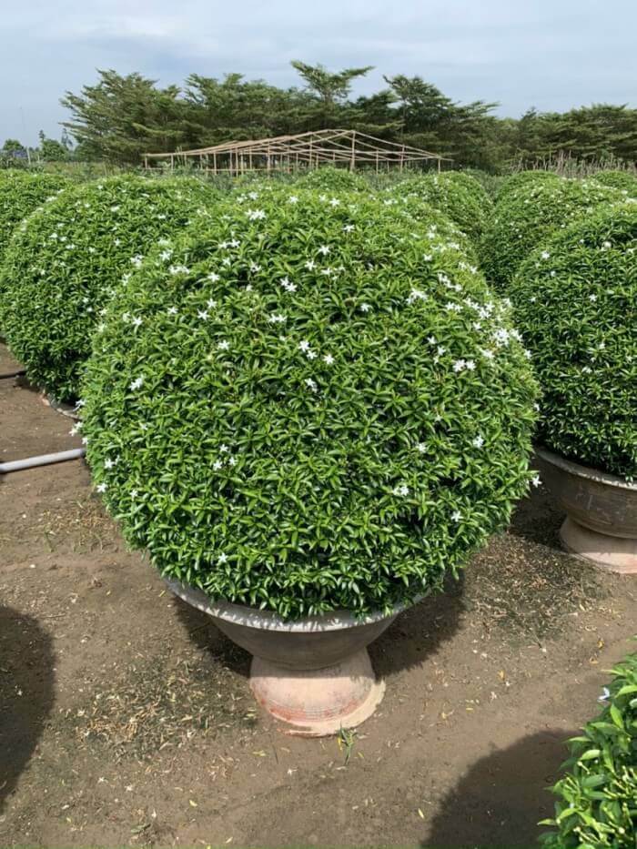 mai-van-phuc-3 Cây mai vạn phúc trồng sân vườn