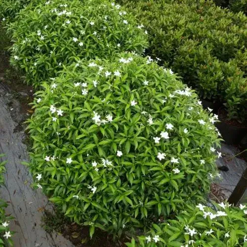 mai-van-phuc-3 Cây mai vạn phúc trồng sân vườn
