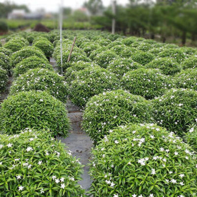 Cây mai vạn phúc trồng sân vườn