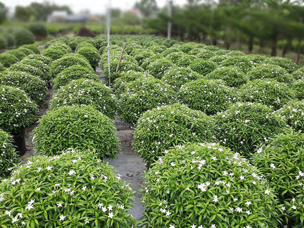 mai-van-phuc-4 Cây mai vạn phúc trồng sân vườn