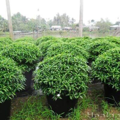 Cây mai vạn phúc trồng sân vườn