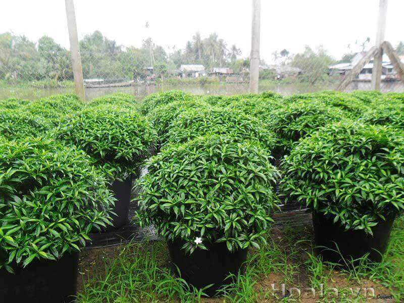 mai-van-phuc-5 Cây mai vạn phúc trồng sân vườn
