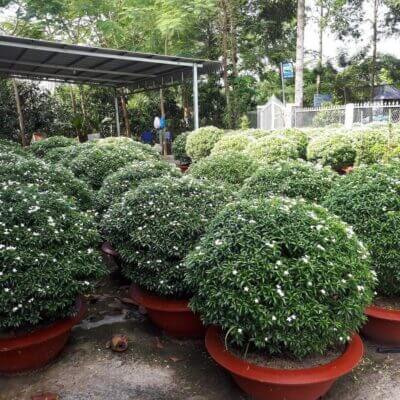 Cây mai vạn phúc trồng sân vườn