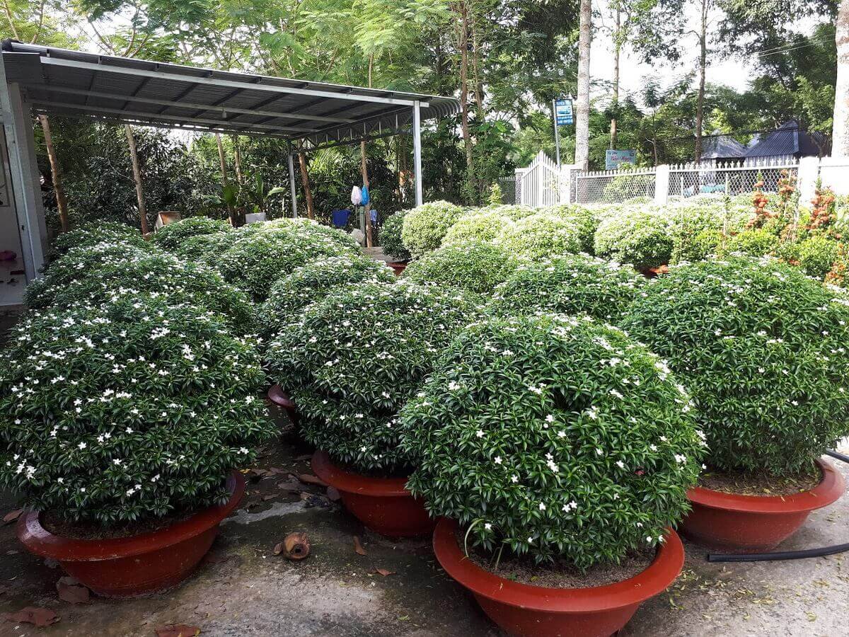 mai-van-phuc-6 Cây mai vạn phúc trồng sân vườn