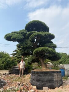 Tung La Han