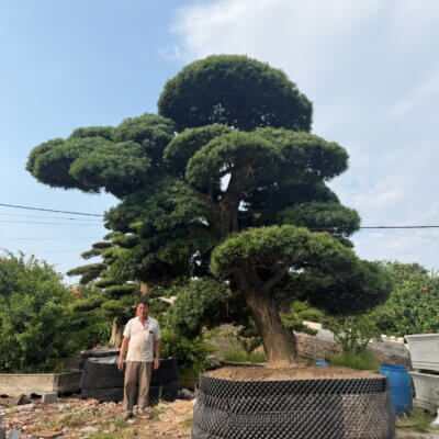 Tung La Han