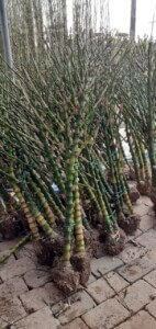 Cây trúc phật bà