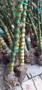 Cây trúc phật bà