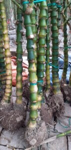 Cây trúc phật bà