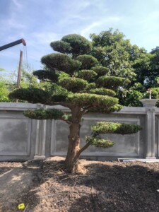 Tùng la hán Nhật Bản