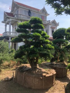 Tùng la hán Nhật Bản