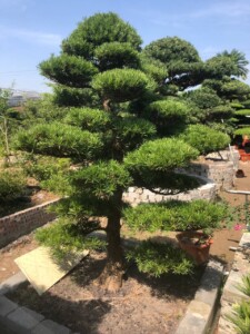 Tùng la hán Nhật Bản