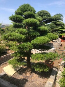 Tùng la hán Nhật Bản