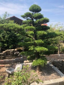 Tùng la hán Nhật Bản