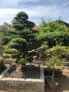 Tùng la hán Nhật Bản