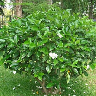 Cây Lài Tây