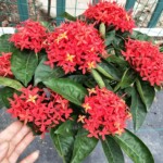 Hoa mẫu đơn mỹ