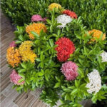 Cây đơn Thái - Giống cây trồng viền, hàng rào, công trình đẹp mắt