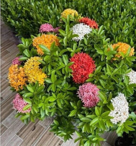 Cây đơn Thái - Giống cây trồng viền, hàng rào, công trình đẹp mắt