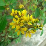 Cây kim đồng: Đặc điểm, nguồn gốc và ý nghĩa phong thủy