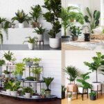 Các loại cây trồng trong nhà được yêu thích nhất hiện nay