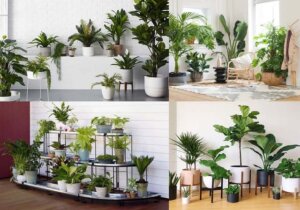 Các loại cây trồng trong nhà được yêu thích nhất hiện nay