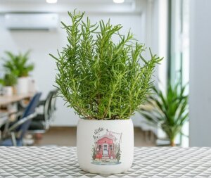 Cách trồng cây hương thảo - Hướng dẫn chi tiết nhất