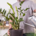 Bật mí những cách trồng cây kim tiền siêu đơn giản