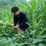 Chia sẻ cách trồng cây đan xen tăng vụ