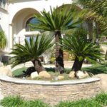 Cây vạn tuế - Cây xanh tăng giá trị công trình của bạn