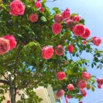 Hoa hồng cổ Sapa: Nguồn gốc, đặc điểm, ý nghĩa và cách trồng hoa