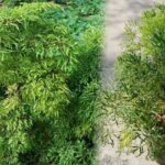 Cây Đinh lăng: Ý nghĩa, cách trồng và chăm sóc