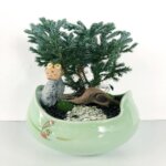 Cây Tuyết tùng hợp mệnh gì, trồng như thế nào?