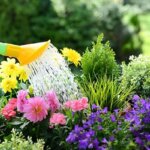 Cách tưới nước cho cây cảnh bạn đã biết chưa?
