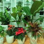 Cây cảnh làm quà mừng thọ ý nghĩa