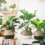 Các loại cây cảnh tặng sếp ý nghĩa nhất